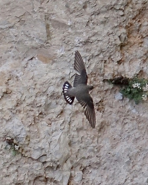 crag martin